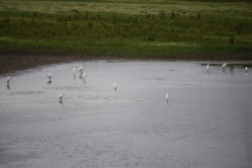 Little Egrets, Tack Piece.jpg